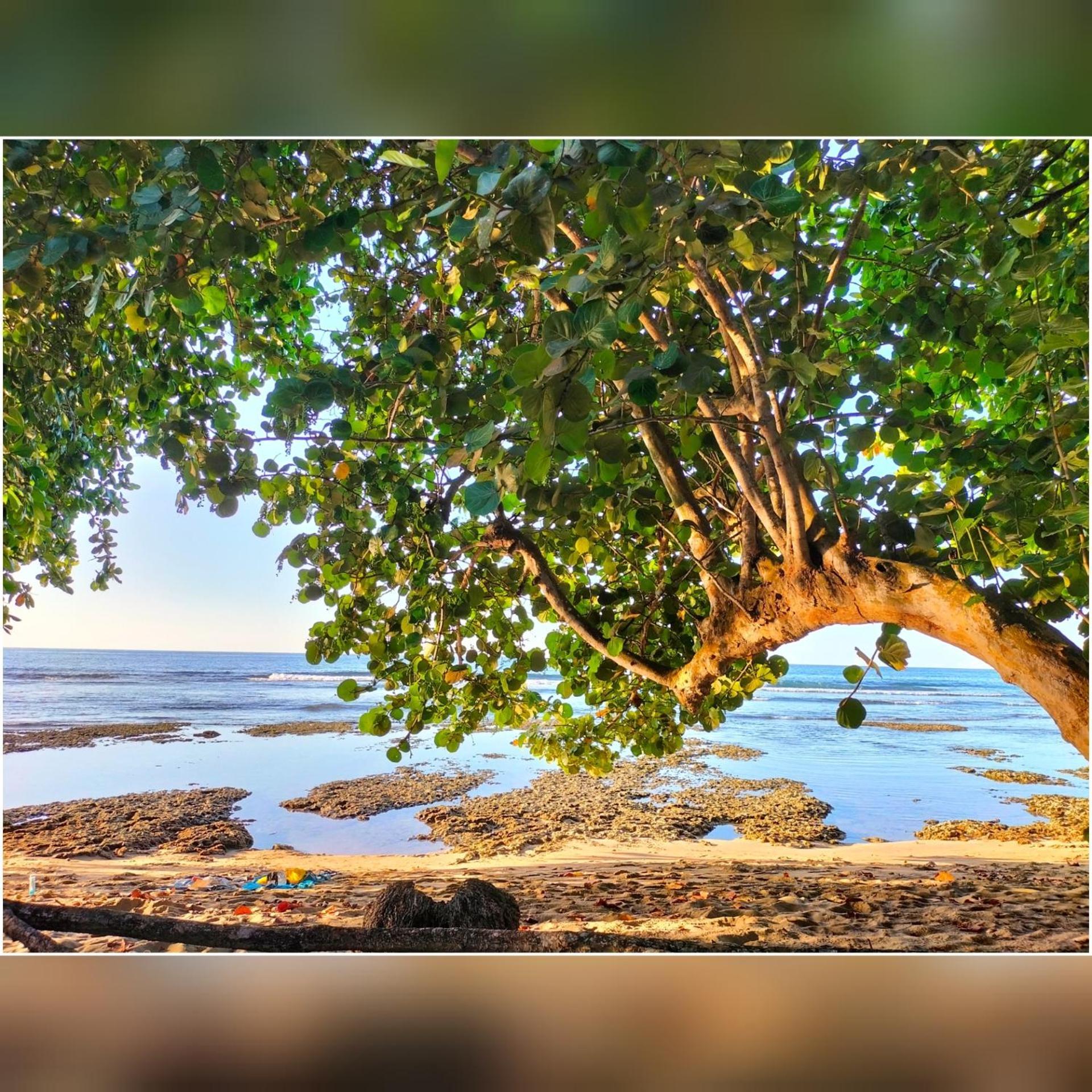 Cabinas Coconut Grove Puerto Viejo de Talamanca Dış mekan fotoğraf